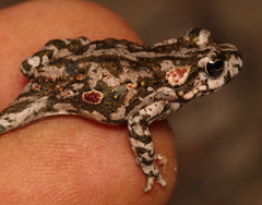 Capensibufo tradouwi