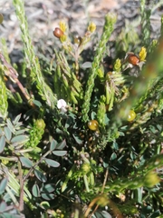 Indigofera cerasiflora