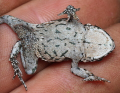 Capensibufo tradouwi