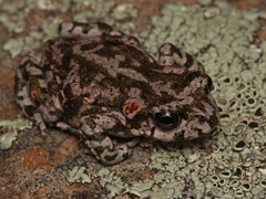 Capensibufo tradouwi