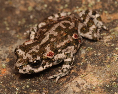 Capensibufo tradouwi