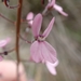 Stylidium neurophyllum - Photo (c) Jordan M, some rights reserved (CC BY-NC), uploaded by Jordan M