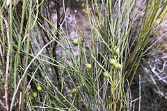 Choretrum glomeratum