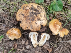 Russula subfoetens