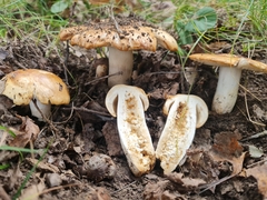 Russula subfoetens