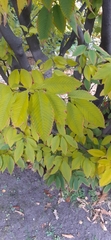 Acer carpinifolium