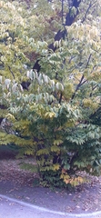 Acer carpinifolium