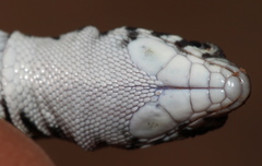Nucras tessellata