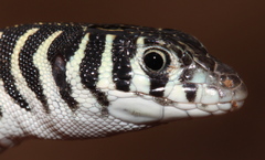 Nucras tessellata