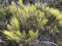 Choretrum glomeratum