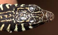 Nucras tessellata
