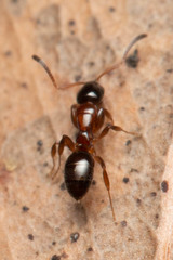 Stigmacros aemula