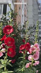Alcea rosea