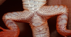 Nucras tessellata