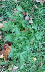 Sisymbrium officinale