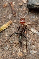 Iridomyrmex rubriceps