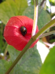Chrysolina americana