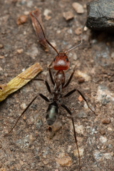 Iridomyrmex rubriceps