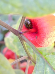 Chrysolina americana