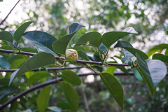 Annona glabra