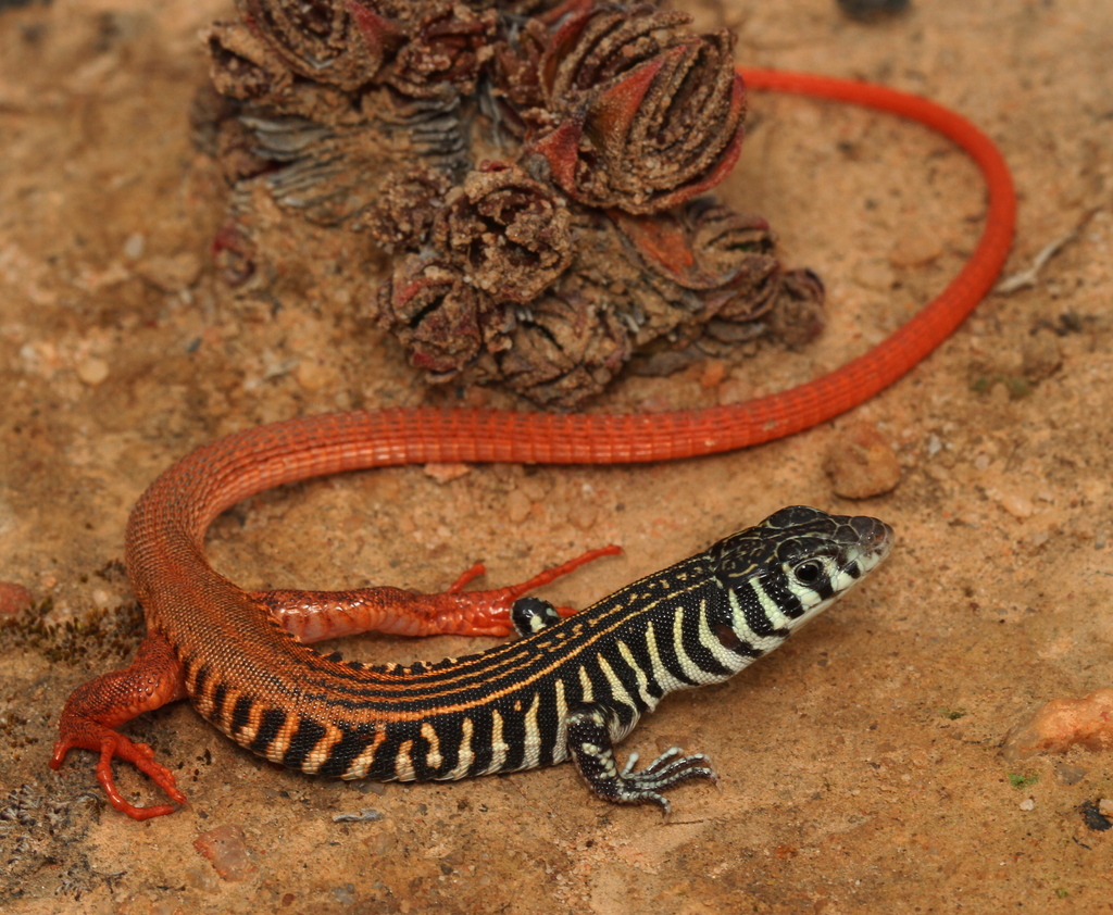 Striped Sandveld Lizard