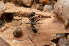 Iridomyrmex mayri