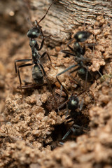 Iridomyrmex mayri