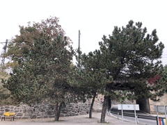 Pinus nigra