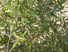 Myoporum montanum
