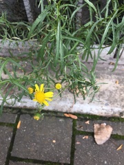 Senecio inaequidens