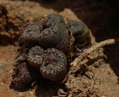 Conophytum comptonii