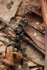 Myrmecia gilberti
