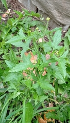 Sisymbrium officinale
