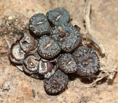 Conophytum comptonii