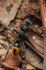 Myrmecia gilberti