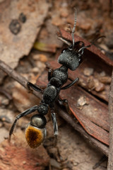 Myrmecia gilberti