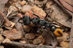 Myrmecia gilberti