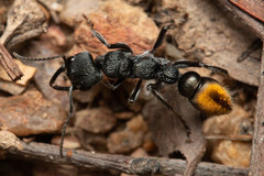 Myrmecia gilberti