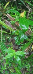 Cinnamomum verum