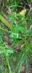 Cinnamomum verum