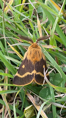 Lemonia dumi