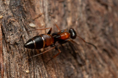 Opisthopsis picta