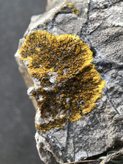 Variospora flavescens