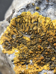 Variospora flavescens