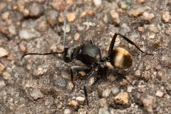 Polyrhachis tubifera