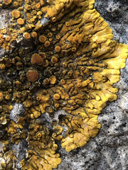 Variospora flavescens