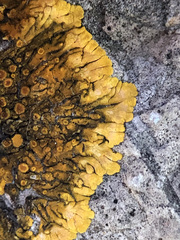 Variospora flavescens