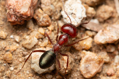 Melophorus rufoniger