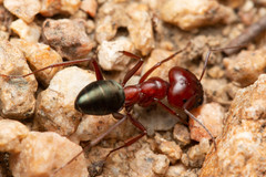 Melophorus rufoniger