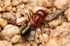 Melophorus rufoniger